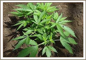 Picture Gallery - Bhang Plant