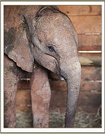 ISHANGA - Elephant Orphan History - David Sheldrick Wildlife Trust