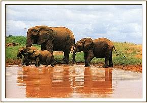 ELEANOR - Elephant Orphan History - David Sheldrick Wildlife Trust