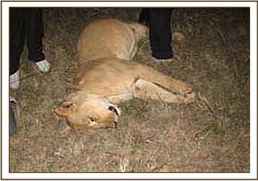 The Mara Mobile Veterinary Unit in Kenya - August 2007