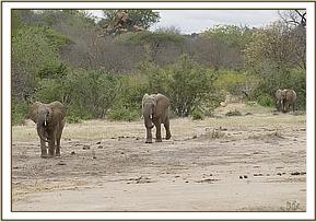 Photo Gallery - Orphan - David Sheldrick Wildlife Trust